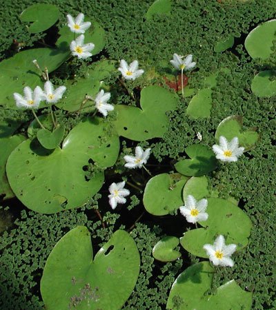 Cay thuy sinh, cây thủy sinh, be thuy sinh, bể thủy sinh